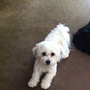 Meet your Posher, Anna